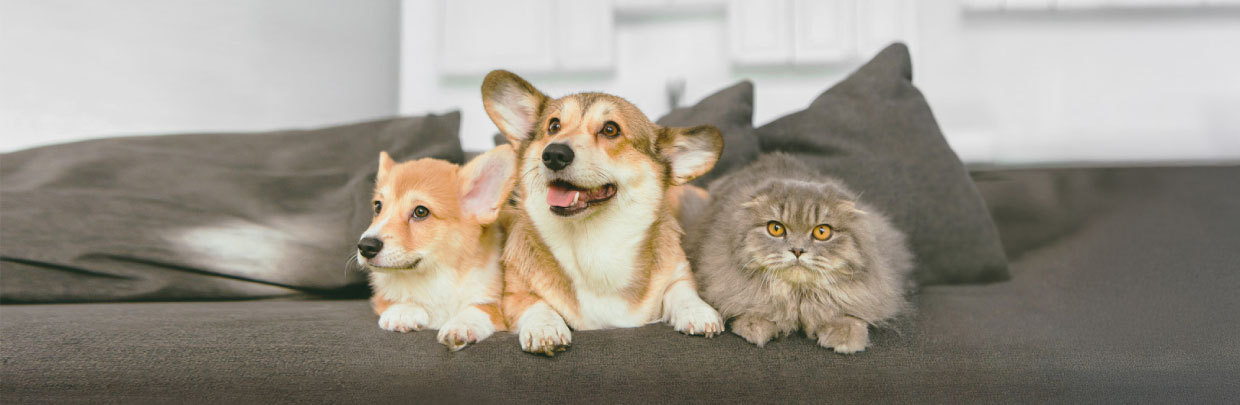 pet_insurance Promotion
